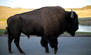 A bull bison walks in Yellowstone national park in Wyoming, where a bison tossed a nine-year-old girl in the air in an attack this week.