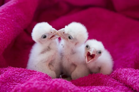 Three peregrine falcon chicks on a pink towel