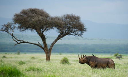 Tree of knowledge … ‘if the man urinates on the rhinoceros’s ear, it will run away’.