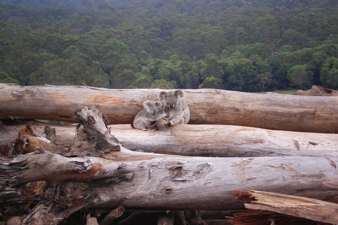 Koala mother and joey on a bulldozed log pile in Queensland