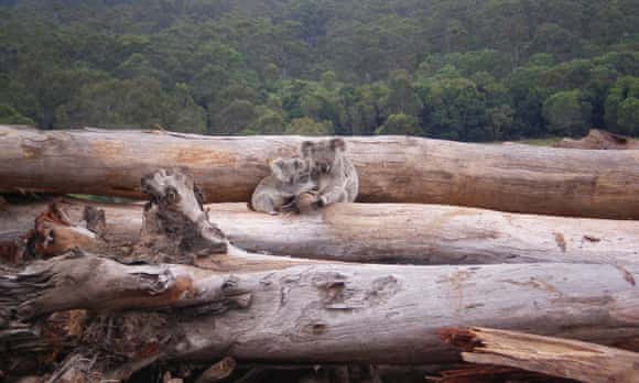 A koala mother and joey seek refuge on a bulldozed log pile in Queensland