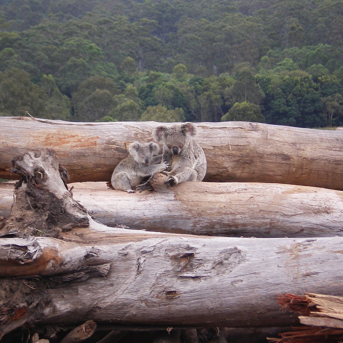 Global Deforestation Hotspot 3m Hectares Of Australian Forest To Be Lost In 15 Years Logging And Land Clearing The Guardian Global Deforestation Hotspot 3m Hectares Of Australian Forest To Be Lost In 15 Years Logging And Land Clearing The Guardian
