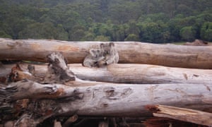 Koala mother and joey seeking refuge on a bulldozed logpile, Queensland