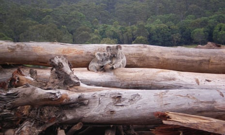 Koala mother and joey seeking refuge on a bulldozed logpile, Queensland