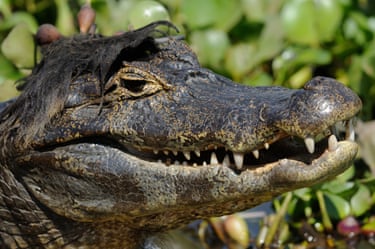 A Caiman with black vegetation that looks like a wig on its head
