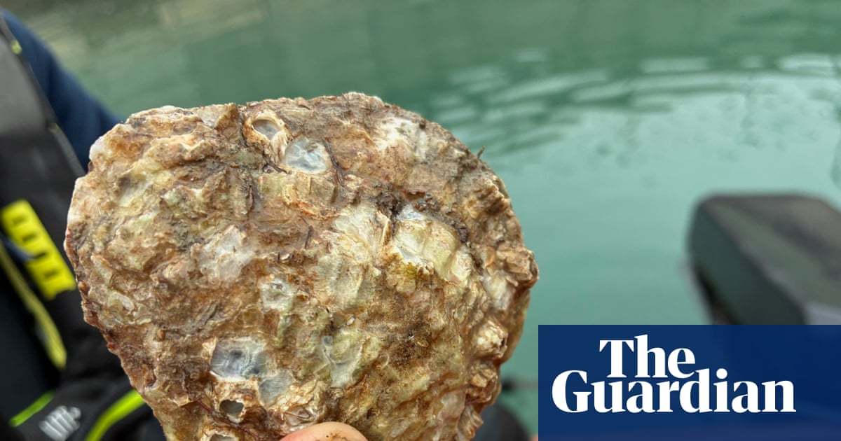 Dublin Bay's oyster graveyard rises from dead in effort to restore rich ecosystem