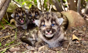 P-54, um leão da montanha de três anos que vive nas montanhas de Santa Monica, recentemente deu à luz uma ninhada de gatinhos - machos P-82 e P-83, e fêmeas P-84