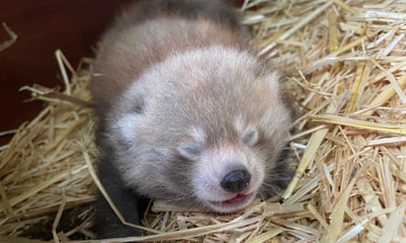 One of the red panda cubs at Whipsnade