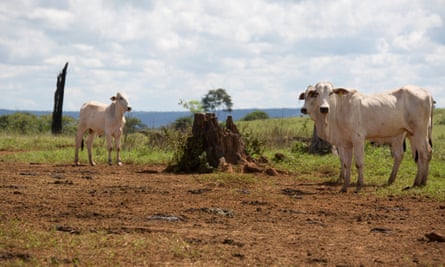 About 240,000 cattle graze within the cleared forest in the park. This farm is owned by government chief of staff Eliseu Padilha.