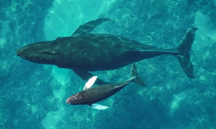 A mother and calf whale seen from above
