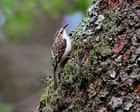 Country diary: I’m virtually living in the woods now. Wildlife is everywhere | Kate Bradbury