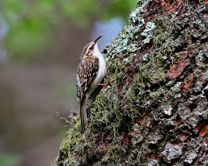 Country diary: I’m virtually living in the woods now. Wildlife is everywhere | Kate Bradbury