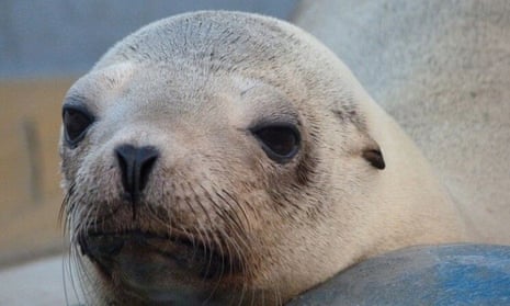 Veterinarians at the Marine Mammal Center suspected Superstition, a California sea lion, had cancer when they discovered a mass in the pelvic region and swelling around the perineum.
