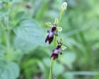 Country diary: A tiny orchid with mighty powers of deception | Oliver Southall