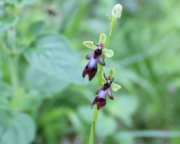 Country diary: A tiny orchid with mighty powers of deception | Oliver Southall
