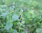 Country diary: A tiny orchid with mighty powers of deception | Oliver Southall
