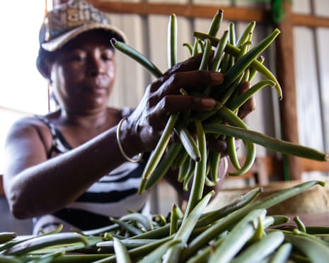 A farmer with a bunch of green vanilla pods in Madagascar
