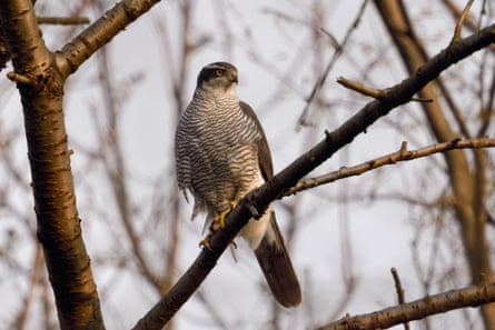 Goshawks are found in mature woodland in the north of England.