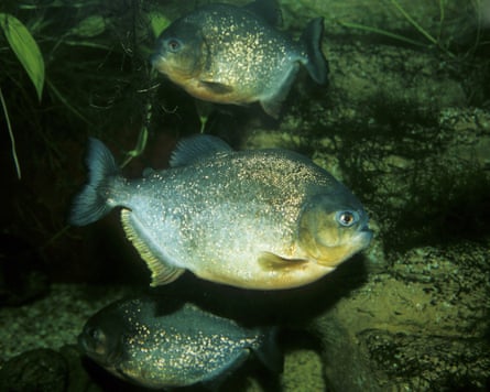 Piranhas.