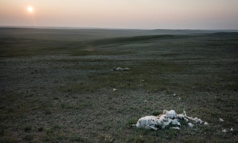Remains of sheep that perished during the harsh winter in Sukhbaatar region of Mongolia.