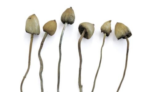 Is it safe to take magic mushrooms? | Health & wellbeing | The Guardian