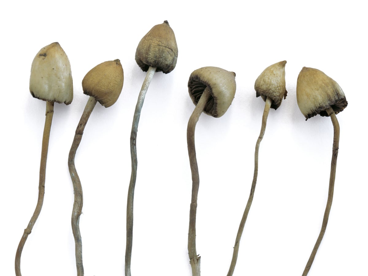 mushroom