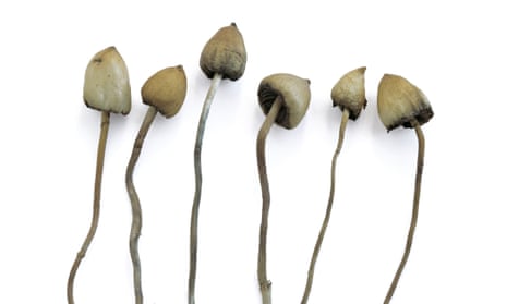 The ‘magic’ ingredient in these mushrooms mimics serotonin activity in the brain.