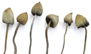 Magic mushrooms