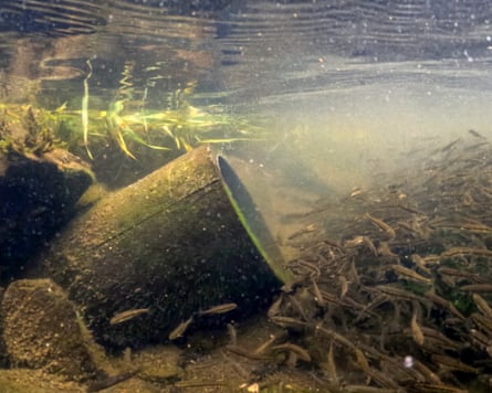 Fish feed from sediment from a combined sewer overflow pipe as it discharges into the River Brathay.