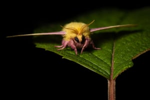 A rosy maple moth shows its gold and pink stripes
