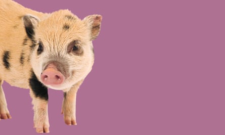 A pot-bellied piglet against a purple background