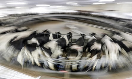 A long exposure photo of cows being milked on a large carousel at a dairy farm in Wisconsin, US.