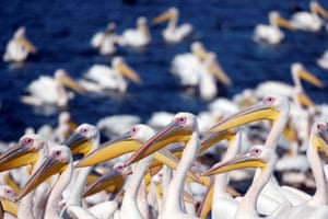 Flock of great white pelicans
