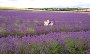 A young girl runs through a field of lavender at Hitchin Lavender Farm, Hertfordshire.