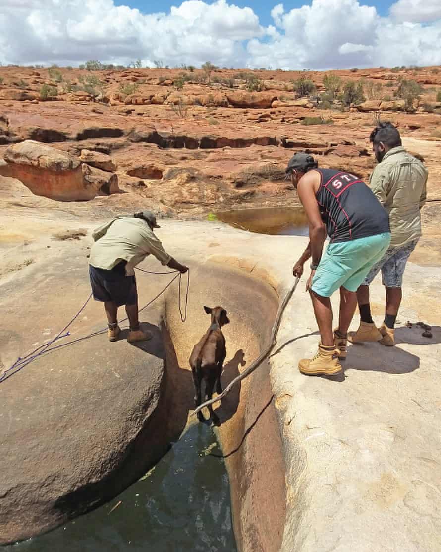 The Arltarpilta Inelye ranger group rescue  two cows and a perentie from waterholes