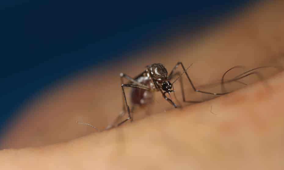 An aedes aegypti mosquito.