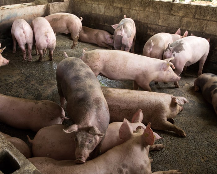 Scientists create pigs resistant to classical swine fever