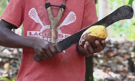 A child using a machete to harvest cocoa