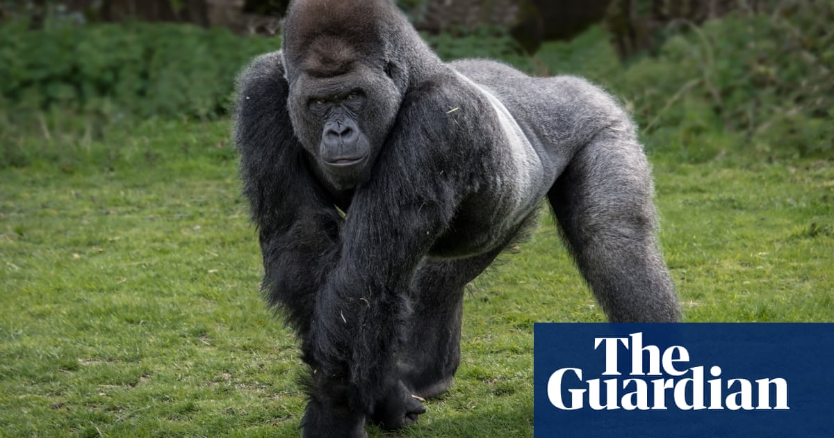 100 men v one gorilla: who would win and why has the question gone viral?