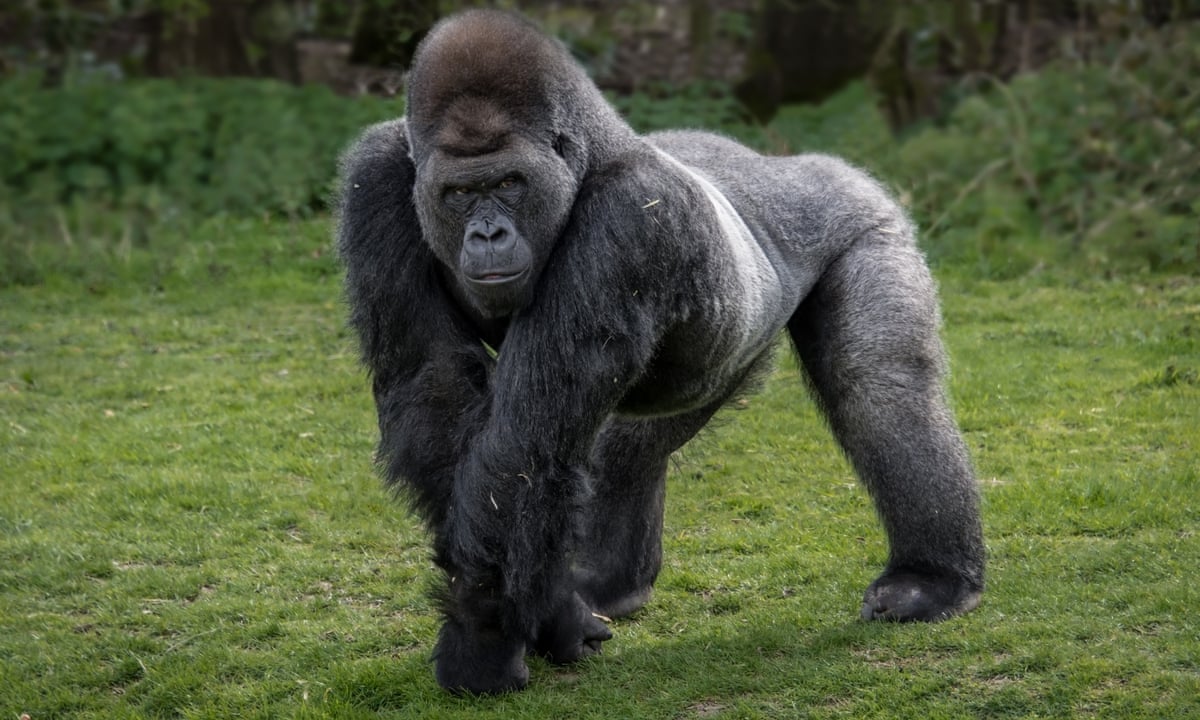 GorillaWins Pro: Gorilla Wins Casino Home Page Review for UK Visitors