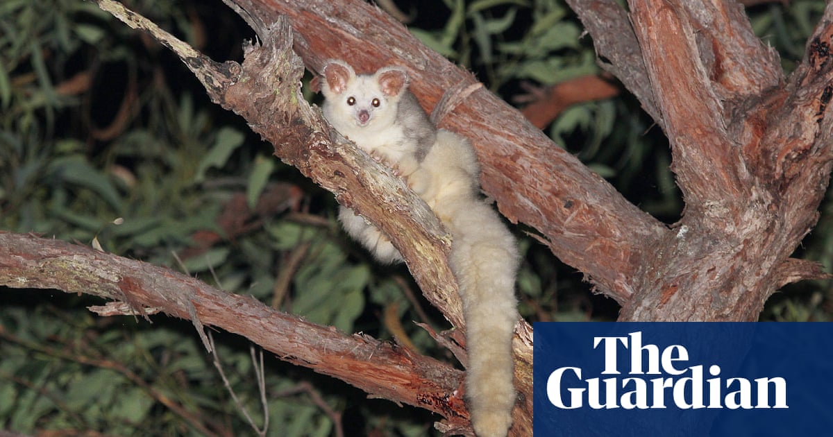 NSW forestry agency given another stop work order after EPA identifies endangered greater glider habitat