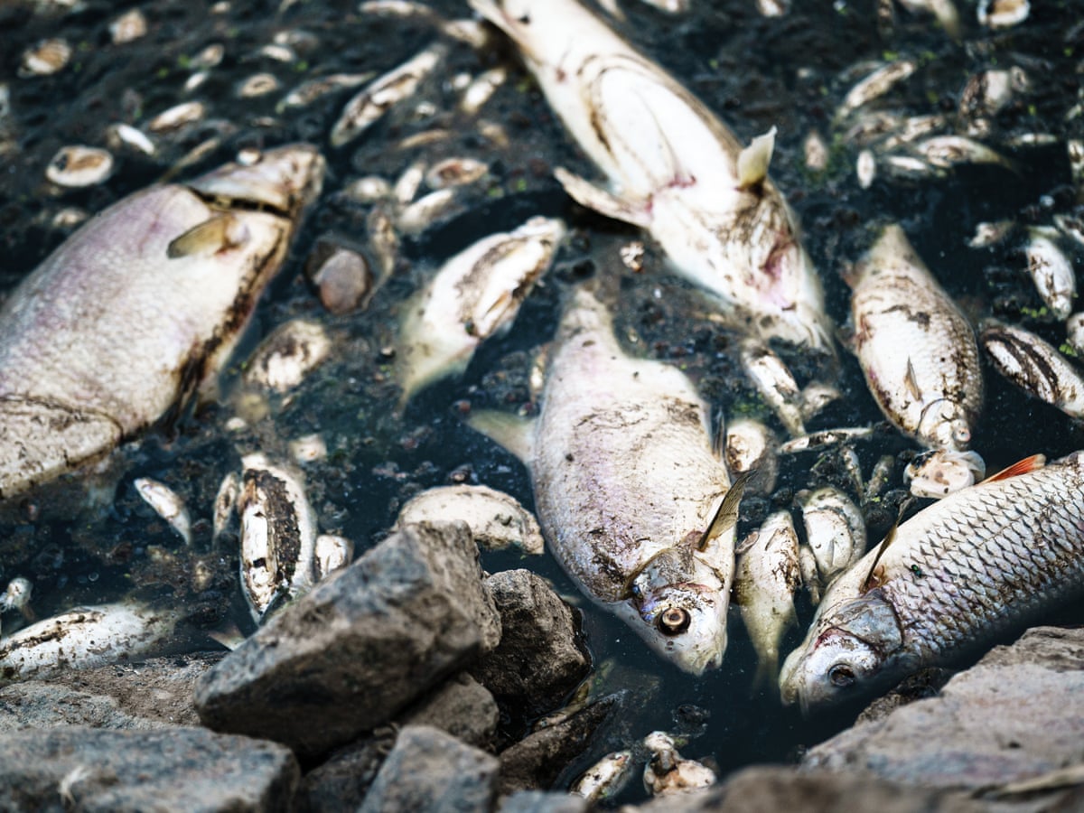 Oder river: mystery of mass die-off of fish lingers as no toxic substances  found | Rivers | The Guardian