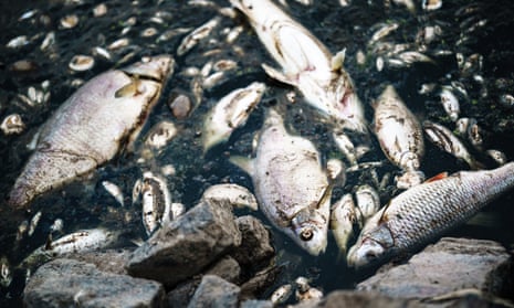 Dead fish at Oder river