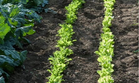 Chicories in a vegetable garden