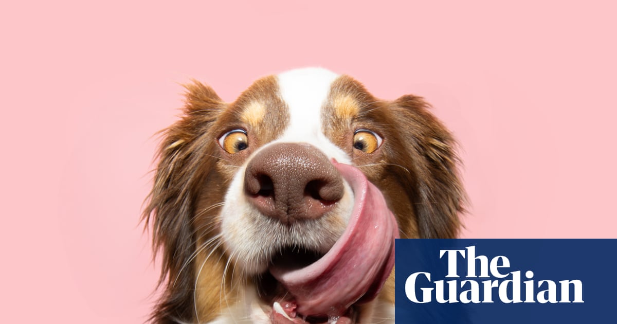 「彼は1キロの砂を食べました」:11人のガーディアン読者が、自分の犬がこれまでに食べた最も奇妙なものについて語る 「彼は1キロの砂を食べました」:11人のガーディアン読者が、自分の犬がこれまでに食べた最も奇妙なものについて語る