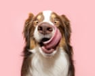 ‘She’d consumed a kilo of sand’: 11 Guardian readers on the weirdest things their dogs have ever eaten