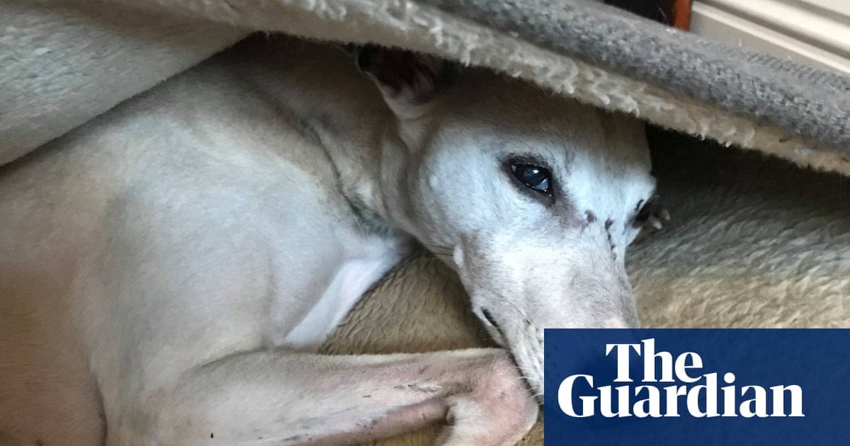 Dog tired: will the new podcast for pooches soothe my surly whippet?