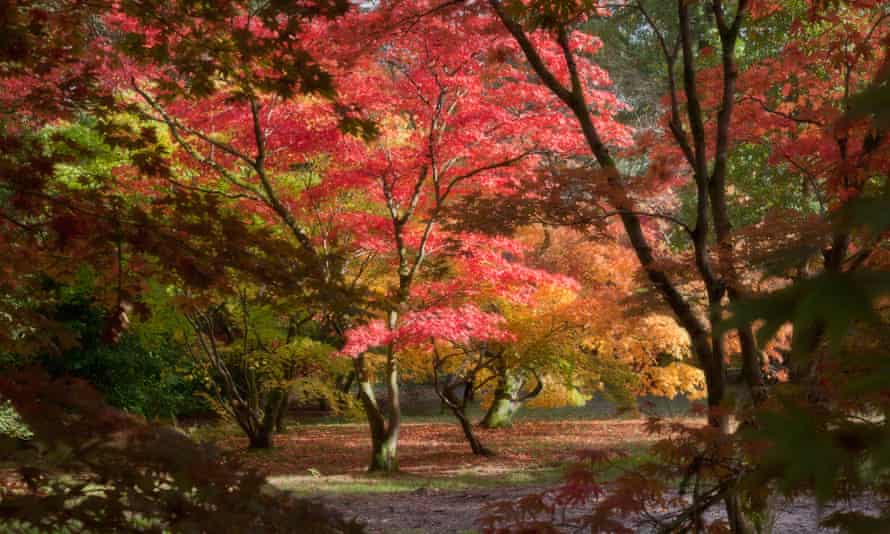Japanese Maple (Acer) at Westonbirt National Arboretum