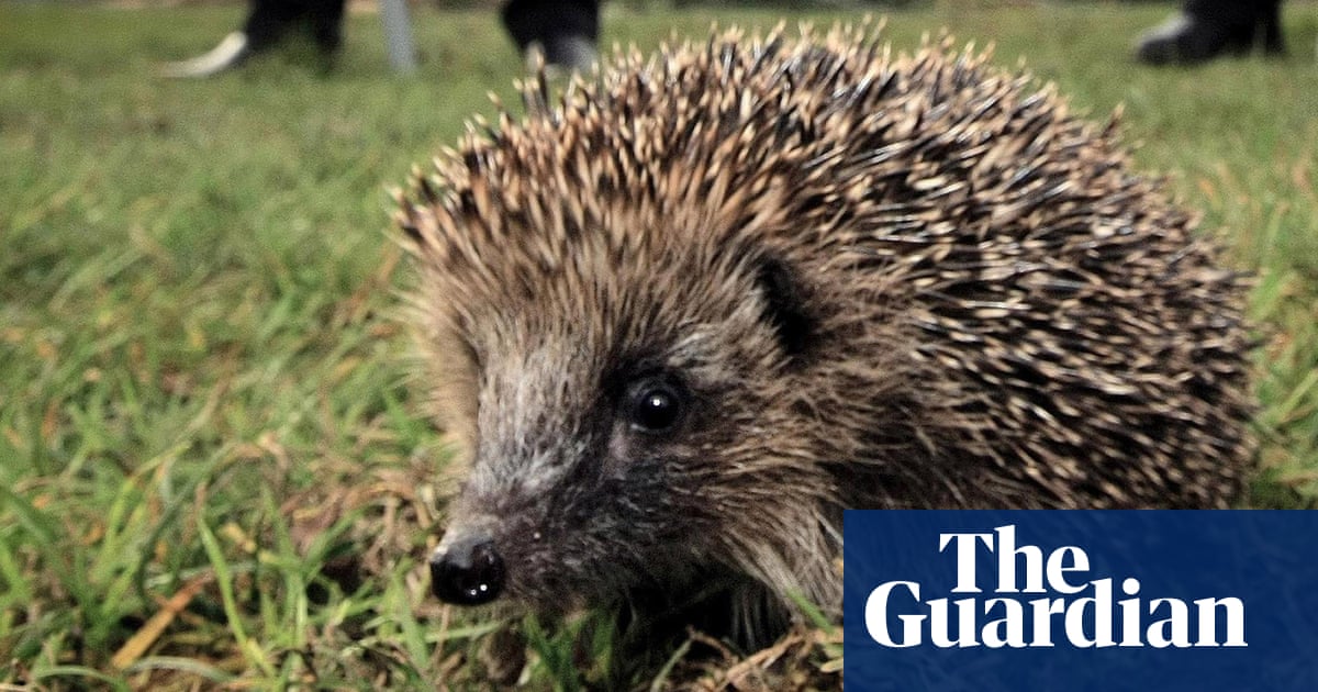 Germans Kept Up At Night By Noisy Igelsex That S Hedgehog