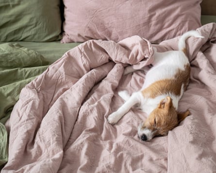 Jack russell dog sleeping in bed on pink linen sheets.